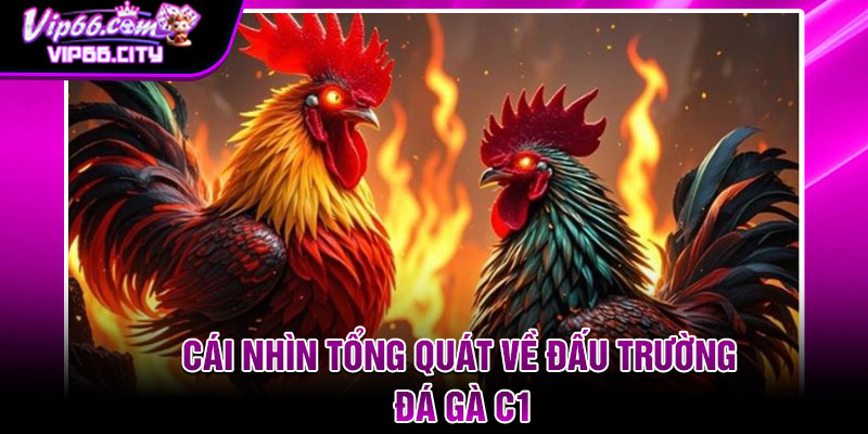 Cái nhìn tổng quát về đấu trường đá gà C1
