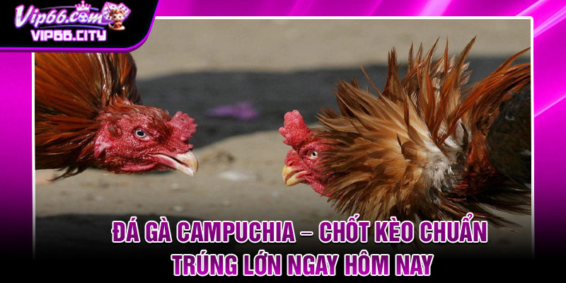 Da Ga Campuchia – Chot Keo Chuan Trung Lon Ngay Hom Nay