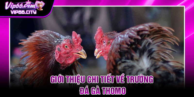 Giới Thiệu Chi Tiết Về Trường Đá Gà Thomo