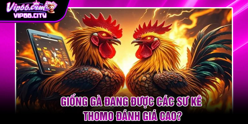 Giống Gà Đang Được Các Sư Kê Thomo Đánh Giá Cao?