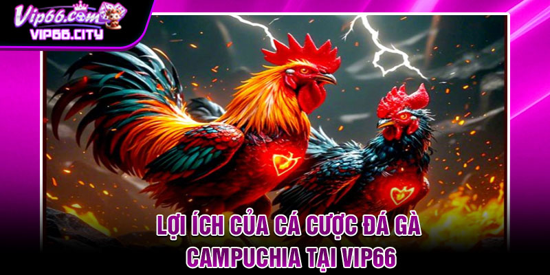 Lợi ích của cá cược đá gà Campuchia tại Vip66