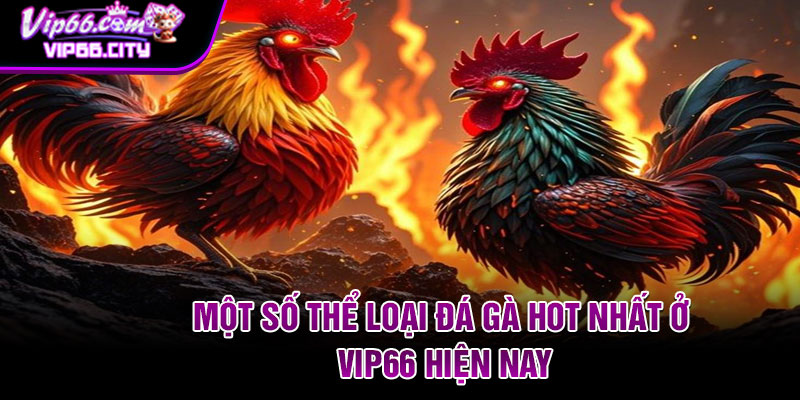 Một số thể loại đá gà hot nhất ở Vip66 hiện nay