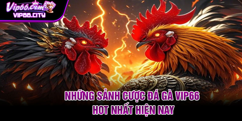 Những sảnh cược đá gà Vip66 hot nhất hiện nay