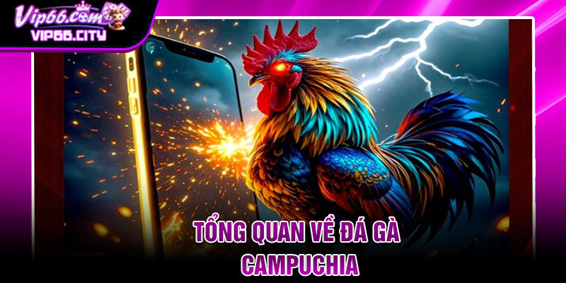 Tổng quan về đá gà Campuchia