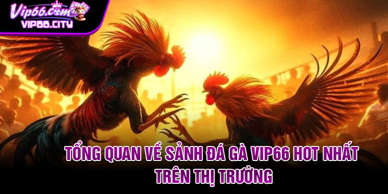 Tổng quan về sảnh đá gà Vip66 hot nhất trên thị trường